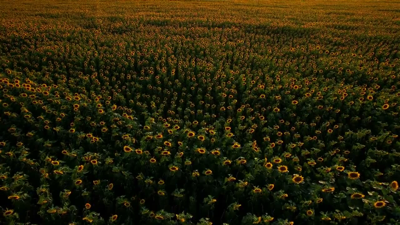 Поле подсолнухов